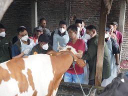 10 Kecamatan Terdampak PMK, Pemprov Jatim dan Pemkab Pantau Kesehatan Hewan Ternak di Sidoarjo