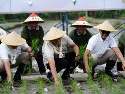 Tanam Padi Bersama di Krian, Tanda Pemkab Sidoarjo Siap Dukung Program Contract Farming DKI Jakarta dan Jatim