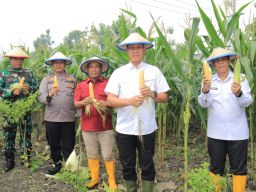 Tingkatkan Produktifitas Ketahanan Pangan, Lapas Surabaya di Porong Sukses Panen 2 Ton Jagung