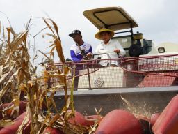 Ikut Panen Jagung, Bupati Sidoarjo Dukung Penuh Program Ketahanan Pangan Nasional