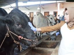 Diterima Wabup, Warga Sidoarjo Terima Satu Ekor Sapi Seberat 1,08 Ton dari Presiden RI Prabowo Subianto