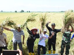 12 Hektar Sawah Nyaris Gagal Panen, Pemkab Sidoarjo Bantu Pompa Air Petani Bakung Temenggungan Panen Perdana Padi 6 Ton