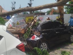 Timpa Mobil Honda Brio dan 4 Motor Hingga Ringsek, Penebangan Pohon di Depan Pendopo Sidoarjo Makan Korban