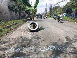 Program PIWK Tak Jalan, Jalan Dipenuhi Kubangan Warga Tanam Pisang dan Ban di Jalan Raya Sukodono - Taman