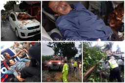 Pohon Ambruk Timpa 2 Mobil, Sopir Terluka Jalur Surabaya Mojokerto Macet 2 Jam