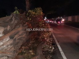 Warga Balongbendo Keluhkan PJU Padam dan Potongan Pohon Ambruk Dibiarkan