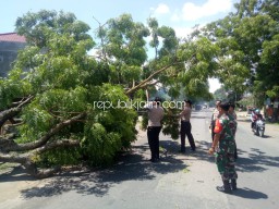 Lagi, Pohon Tumbang Menutup Jalur Ponorogo - Trenggalek