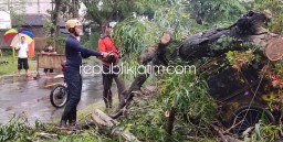 Hujan Disertai Angin Kencang di Ponorogo Tumbangkan Pohon Tutup Jalan Raya