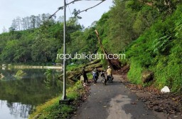 Pohon Karet Berusia Ratusan Tahun di Ponorogo Tumbang, Tutup Jalan Raya Telaga Ngebel