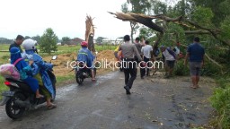 Pohon Disambar Petir Tumbang Tutup Jalan Antar Kecamatan