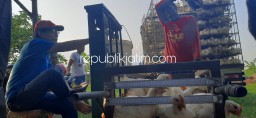 Harga Ayam Potong Anjlok, Peternak Ayam Sidoarjo Terdampak Covid-19 Menjerit