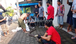 Bersihkan Sungai, Warga Pakunden Ponorogo Digemparkan Penangkapan Ular Piton 5 Meter