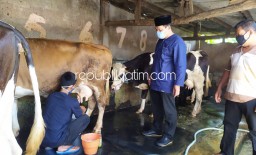 BHS : Swasembada Susu Menyehatkan Warga dan Menurunkan Angka Stunting di Sidoarjo