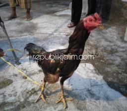 Tepergok, Pencuri Ayam Bangkok di Ponorogo Diringkus Pemiliknya Sendiri