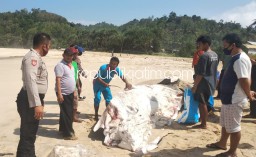 Hiu Tutul 6 Meter Mati Terdampar Di Pantai Gondang Pacitan