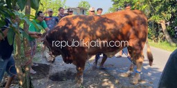Di Tengah Pandemi Covid-19, Bupati LIRA Sidoarjo Sembelih Sapi Simental Seberat 1,1 Ton