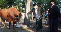 Sapi Berbobot 1,36 Ton Disembelih di Masjid Agung Sidoarjo