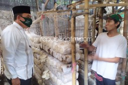 Mengandung Kolagen dan Pencegah Kanker, BHS Motivasi Petani Jamur Siapkan Asosiasi