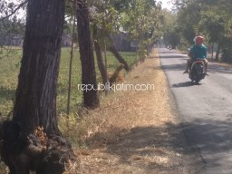 Warga Ponorogo Keluhkan Pohon Peneduh Jalan Keropos