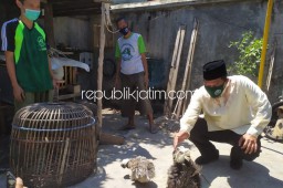 Punya Prospek dan Pertahankan Budaya, BHS Siap Kembangkan Peternakan Ayam Hias di Sidoarjo