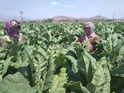 Harga Tembakau di Ponorogo Stagnan Selama 4 Tahun Terakhir, Petani Sambat