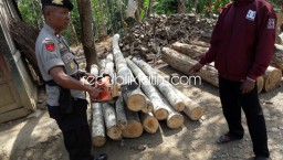 Tebang 4 Pohon Sengon Laut, Tukang Kayu Asal Pacitan Dibui