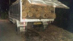 Polsek Bungkal Ringkus Penebang Kayu Jati 89 Batang dan 11 Batang Akasia