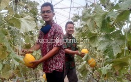 Bumdes Singkalan Tanam Melon Golden, Raup Keuntungan Rp 6 Juta Sekali Panen