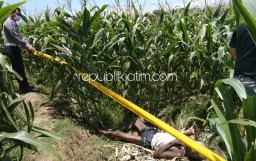 Kakek Asal Katerungan Krian Ditemukan Tewas di Kebun Jagung Balongbendo