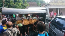 Pria di Ponorogo Tewas Terjatuh dari Pohon Mangga Setinggi 8 Meter