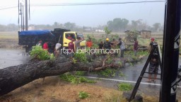 Akar Lapuk, Pohon Besar Tumbang Tutup Jalur Utama Siman - Jetis
