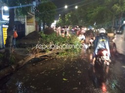 Pohon Ambruk Timpa Dua Pengendara Motor Hingga Terluka