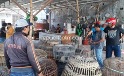 Petugas Polresta Sidoarjo Grebek Lokasi Sabung Ayam di Sidokerto Buduran