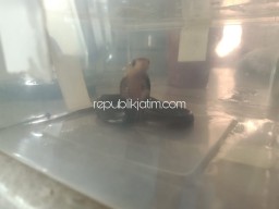 Warga Perumahan Istana Mentari Sidoarjo Mulai Diserang Ular Cobra