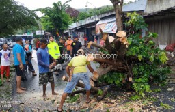 Pohon Besar di Depan Pasar Sampung Tumbang, Ganggu Arus Lalu Lintas