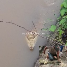 Gempar Buaya Air Tawar Di Sungai Wedoroklurak, Akhirnya Ditangkap Warga
