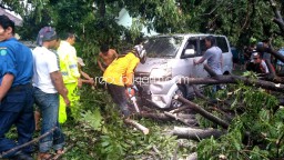 Pohon Besar di Tulangan Tumbang Saat Hujan, Timpah Mobil APV