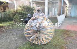 Dua Balon Udara dan Satu Renteng Petasan Diamankan Polisi Saat Jatuh Di Persawahan Warga Ponorogo