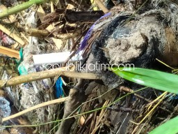 Polisi Ponorogo Pastikan Bau Menyengat Adalah Bangkai Sapi Perah Terdampak PMK yang Dibuang di Sungai