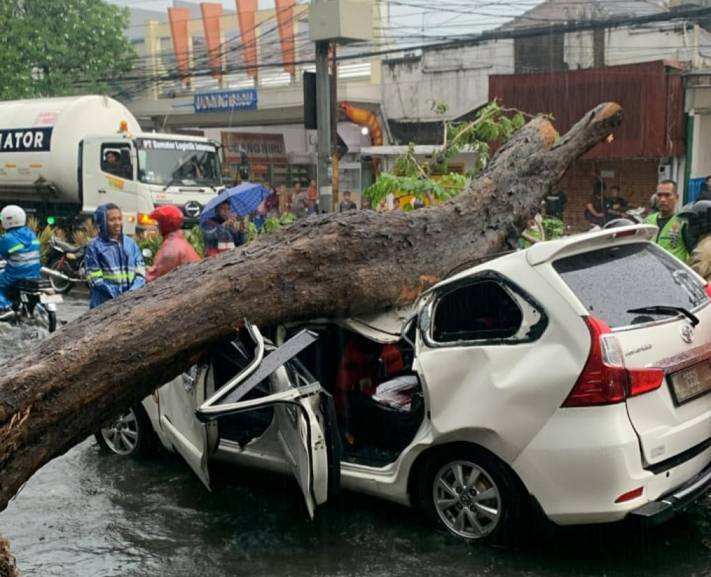 TIMPA - Sebuah pohon peneduh yang ada di pinggiran JL Majapahit, Celep, Kecamatan Sidoarjo ambruk saat hujan deras hingga menimpa dua mobil yang melintas yakni Toyota Avanza (putih) dan Honda Accord (hitam), Sabtu (03/01/2026) sore.