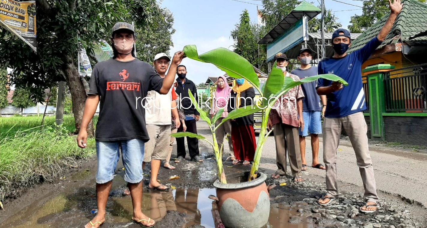 RUSAK - Sejumlah warga Desa Kedungbocok, Kecamatan Tarik, Sidoarjo menanam pohon pisang di desanya karena kerusakan aspal cukup parah tak kunjung diperbaiki Pemkab Sidoarjo, Selasa (16/03/2021).