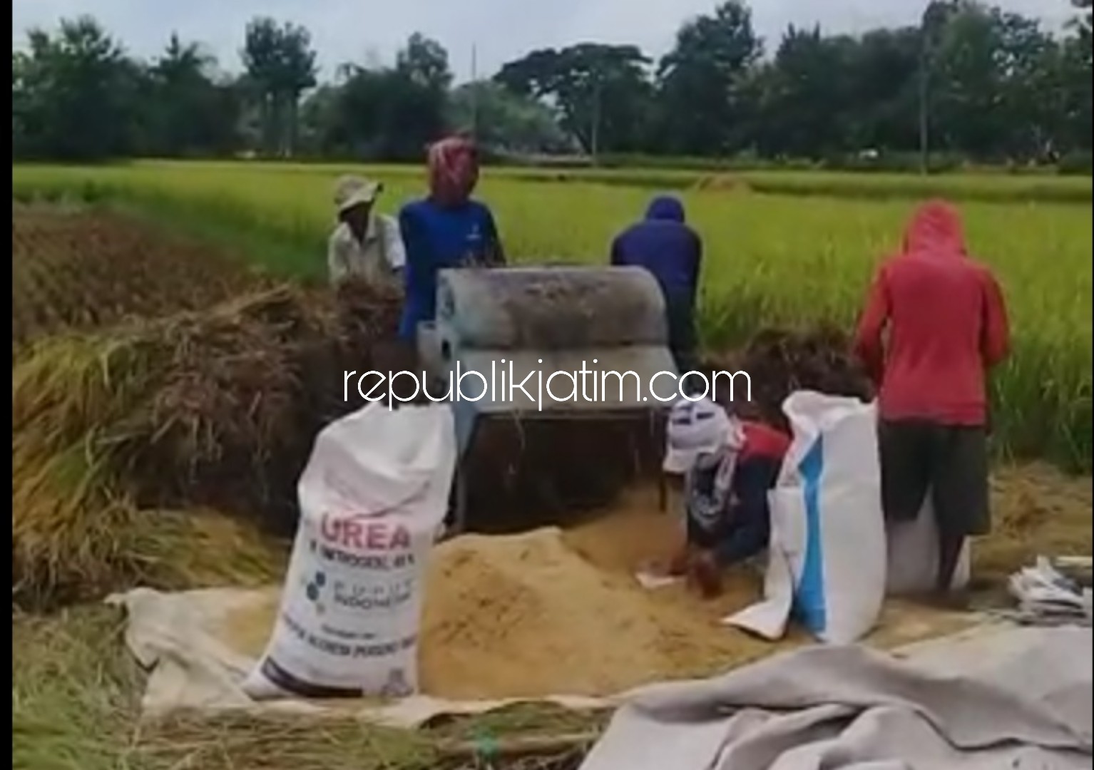 PANEN PADI - Para petani di Ponorogo panen raya padi mulai April 2020, Senin (27/04/2020).