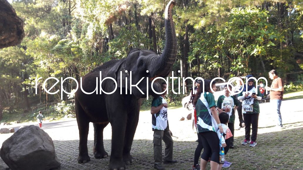 FOTO BERSAMA - Sejumlah peserta Safari Run berfoto bersama dengan sejumlah hewan milik Taman Safari Indonesia (TSI) II Prigen, Kabupaten Pasuruan, Minggu (06/05/2018).