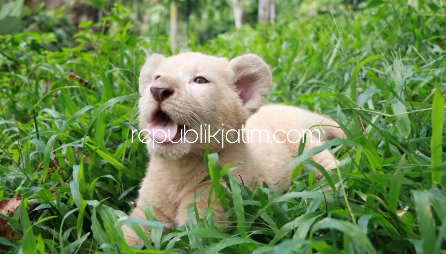 ANAKAN - Di tengah pandemi Covid-19 Taman Safari Prigen (TSP) berhasil membuktikan kesuksesannya dalam pengembangbiakan satwa dibuktikan kelahiran anak singa putih Gisel yang menginjak usia 2 bulan, Senin (01/06/2020).