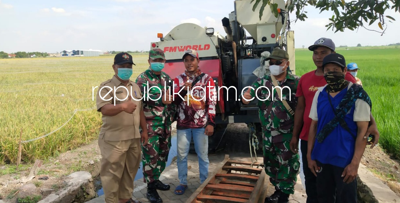PENDAMPINGAN - Bintara Tinggi Teritorial Kodim 0816 Sidoarjo, Serma Sutrisno memberi pendampingan dan pemantauan tanaman padi seluas 2,1 hektar di Desa Rejeni, Kecamatan Krembung, Sidoarjo, Selasa (15/06/2021).