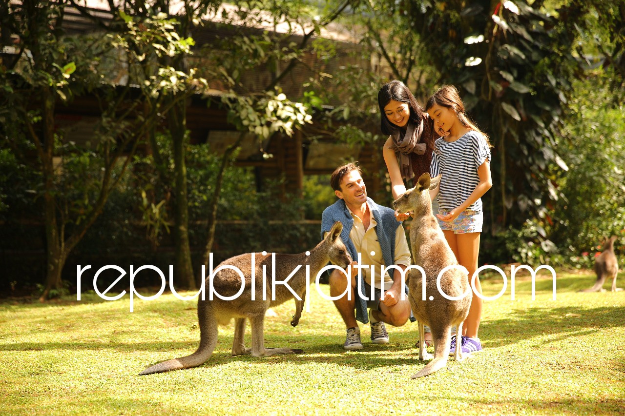 HARI RAYA - Libur panjang Hari Raya Idul Fitri pengunjung Taman Safari Prigen (TPS), Pasuruan disuguhi kegiatan lebih dekat dengan satwa, seperti special show “Legend of Nick 008” dan zona baru Australiana.