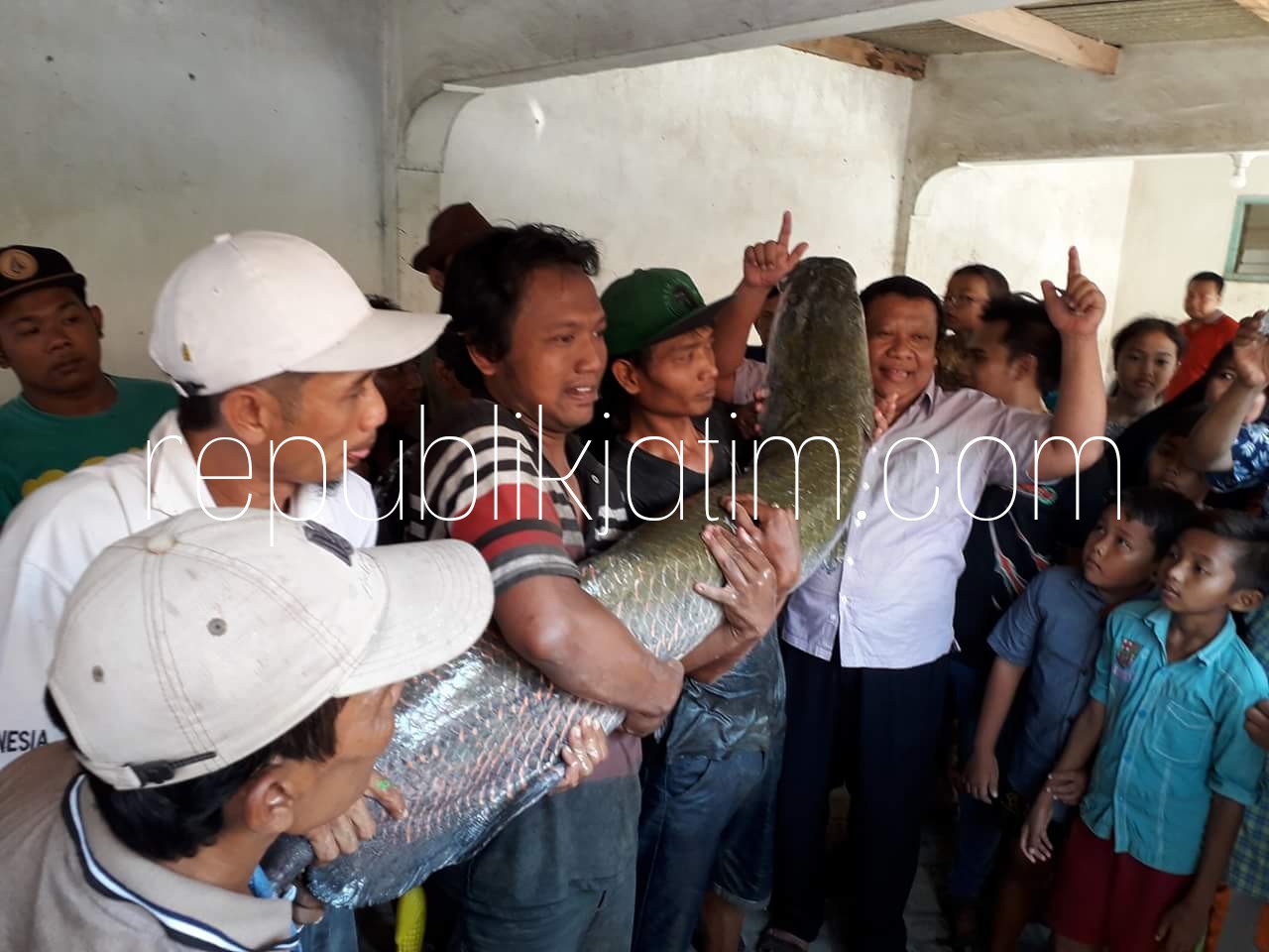 TANGKAP - Ratusan warga Desa Bangsri, Kecamatan Sukodono, Sidoarjo digegerkan dengan ditangkapnya ikan Arapaima Gigas di Sungai Bangsri, Minggu (08/07/2018).
