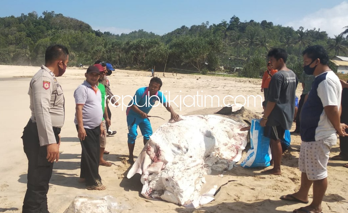 TERDAMPAR - Petugas bersana tim mendatangi lokasi hiu tutul sepanjang 6 meter yang terdampar dipantai Gondang Sudimoro, Pacitan, Selasa (14/06/2020).