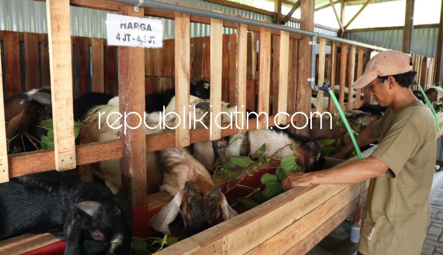 SUKSES - Momen Hari Raya Idul Adha 1442 Hijriyah membawa berkah bagi peternak hewan qurban asal Desa Sumorame, Kecamatan Candi, Ismail sukses mengelola Minimarket Kambing dan Domba beromset ratusan juta rupiah, Kamis (15/07/2021).