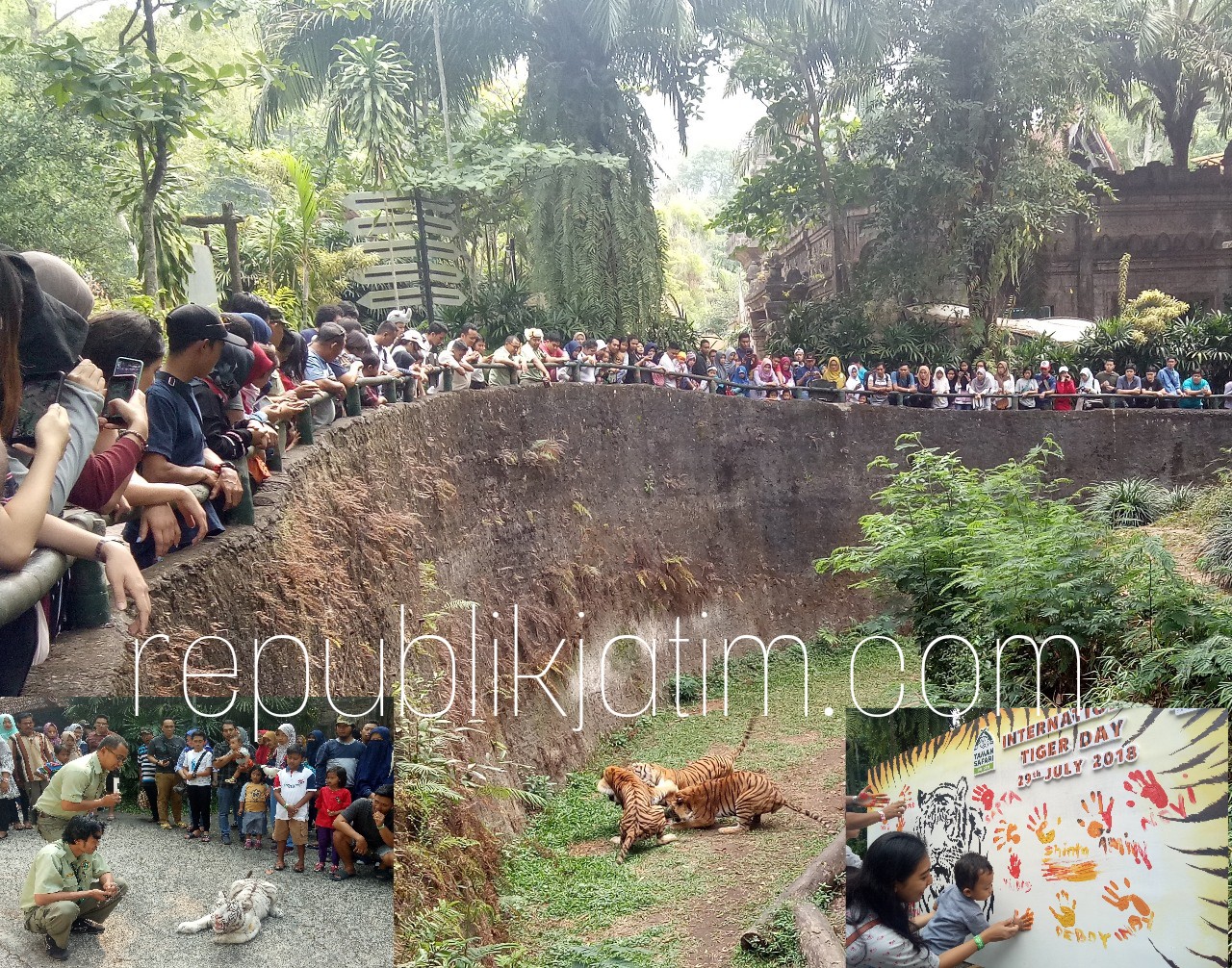 KAMPANYE - Taman Safari Prigen (TSP), Kabupaten Pasuruan mengkampanyekan Hari Harimau Sedunia yang jatuh hari ini, Minggu (29/07/2018).